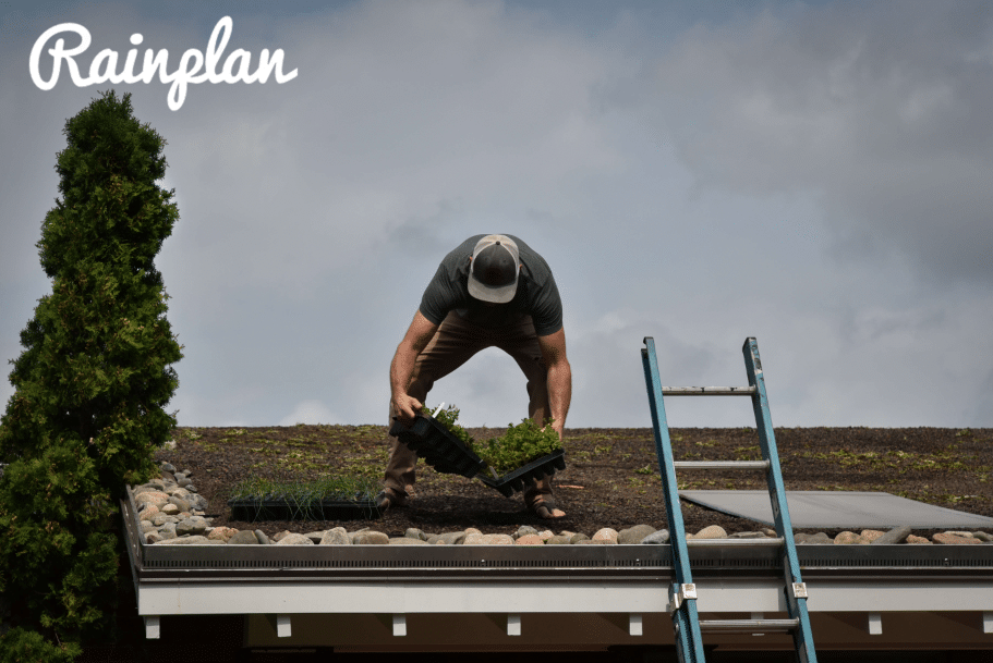 building a green roof