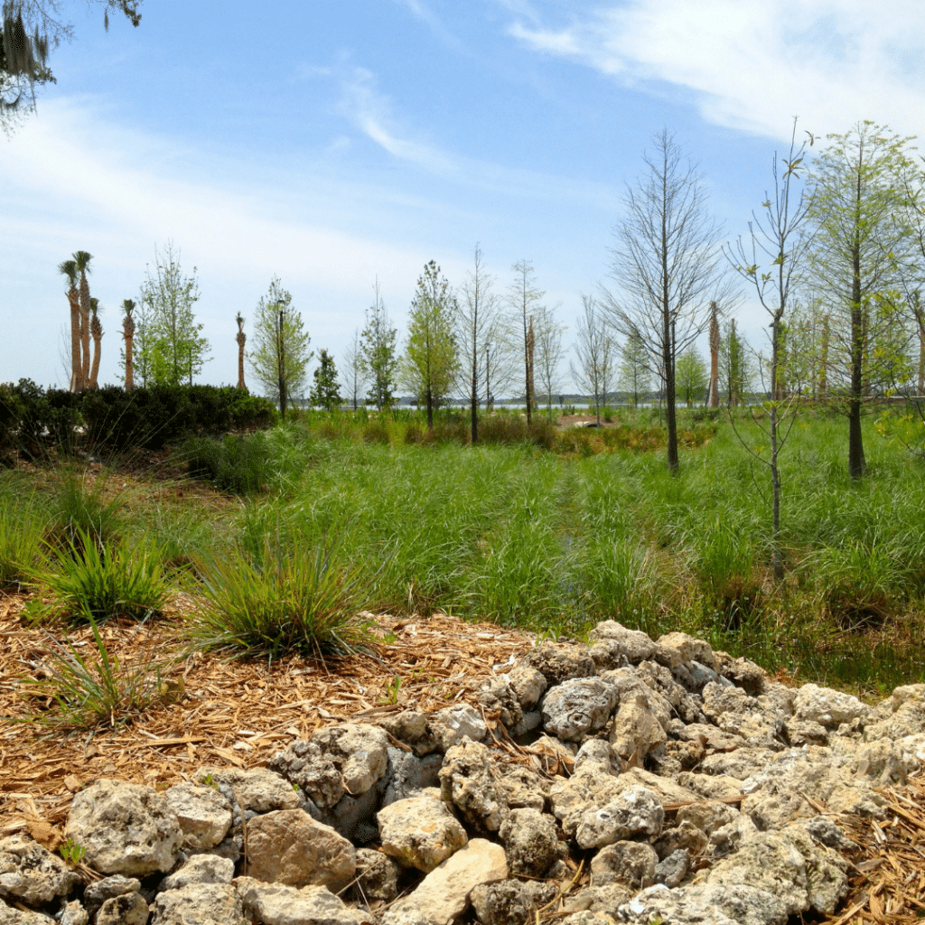 Bioretention using dry bed and trees