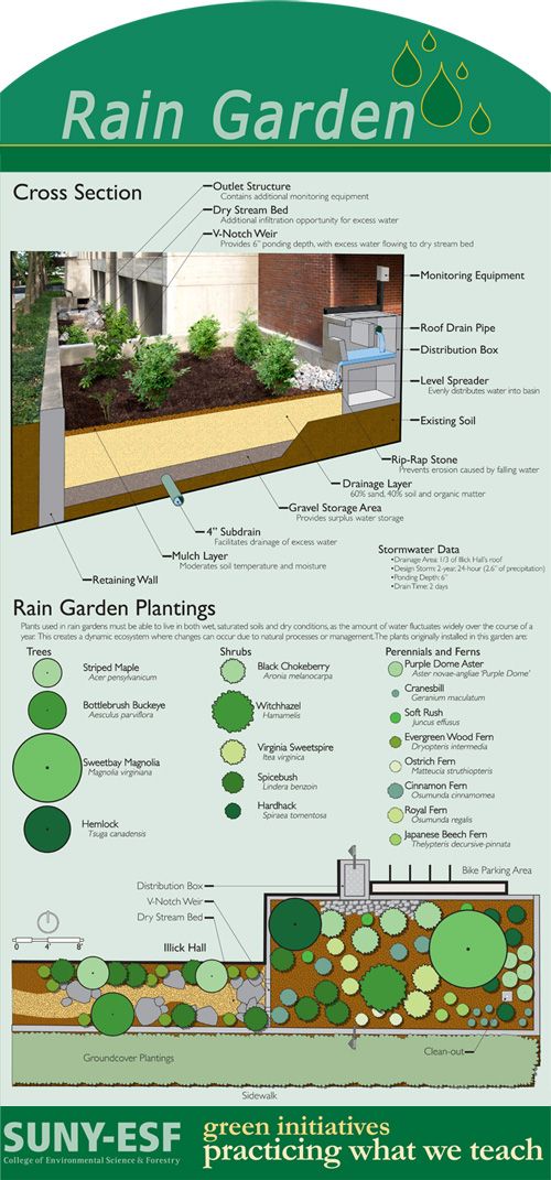 what is a rain garden infographic
