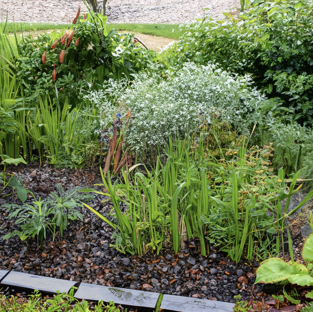 rain garden with tall grass