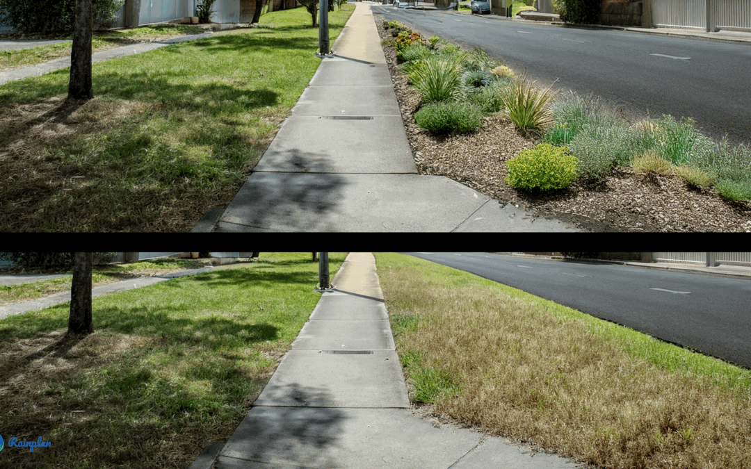Is a Rain Garden Right for Your Yard? Ask Your Soil (and Your Inner Landscaper)